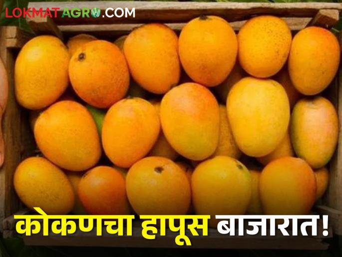 konkan hapus mango in market yard pune farmer how many market yard pice | आला रे आला कोकणचा हापूस बाजारात आला! यंदा कसे राहतील हापूससह आंब्याचे बाजारभाव? konkan hapus mango in market yard pune farmer how many market yard pice | आला रे आला कोकणचा हापूस बाजारात आला! यंदा कसे राहतील हापूससह आंब्याचे बाजारभाव?