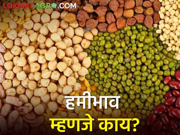 What is warranty? How is it determined? | हमीभाव म्हणजे काय? कसा ठरवला जातो? What is warranty? How is it determined? | हमीभाव म्हणजे काय? कसा ठरवला जातो?