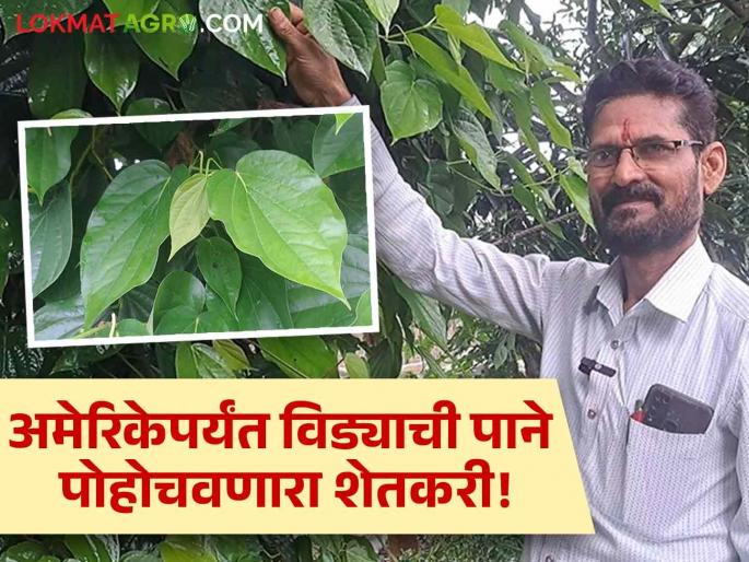 No space no cost 10 thousand monthly income from just 6 vines of vida leaves bhor farmer gulab ghule Leaves sent to America | ना जागा, ना खर्च! विड्याच्या पानांच्या केवळ ६ वेलींपासून महिन्याकाठी १० हजारांचे उत्पन्न; अमेरिकेत पाठवली पाने No space no cost 10 thousand monthly income from just 6 vines of vida leaves bhor farmer gulab ghule Leaves sent to America | ना जागा, ना खर्च! विड्याच्या पानांच्या केवळ ६ वेलींपासून महिन्याकाठी १० हजारांचे उत्पन्न; अमेरिकेत पाठवली पाने
