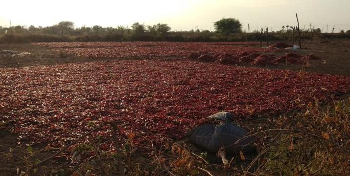 Heavy rains hit Gadchiroli district | गडचिरोली जिल्ह्यात पावसाचा मिरचीला जबरदस्त फटका