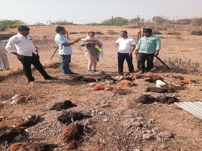 One week, 162 hens died in Nimbalak | आठवड, निंबळकमध्ये १६२ कोंबड्यांचा मृत्यू; पशुसंवर्धनच्या अधिकाऱ्यांकडून पाहणी One week, 162 hens died in Nimbalak | आठवड, निंबळकमध्ये १६२ कोंबड्यांचा मृत्यू; पशुसंवर्धनच्या अधिकाऱ्यांकडून पाहणी