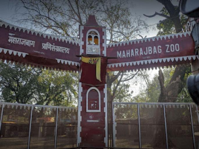 Maharaj Bagh's 'Master Plan' approved, authority gives green signal to the proposal | महाराजबागचा 'मास्टर प्लॅन' मंजूर, प्राधिकरणची प्रस्तावाला हिरवी झेंडी Maharaj Bagh's 'Master Plan' approved, authority gives green signal to the proposal | महाराजबागचा 'मास्टर प्लॅन' मंजूर, प्राधिकरणची प्रस्तावाला हिरवी झेंडी