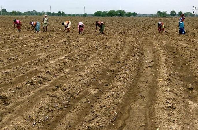 Why does God take such a test every year? The back of the rain, the crisis of double sowing | देव अशी परीक्षा दरवर्षी का घेतो ? पावसाची पाठ, दुबार पेरणीचे संकट Why does God take such a test every year? The back of the rain, the crisis of double sowing | देव अशी परीक्षा दरवर्षी का घेतो ? पावसाची पाठ, दुबार पेरणीचे संकट
