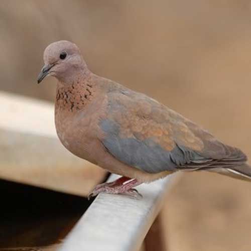 Pigeon go go go go; The first global research on pigeon species | कबूतर जा जा जा.. ; भाेवरी या प्रजातीवर पहिलेच जागतिक संशोधन Pigeon go go go go; The first global research on pigeon species | कबूतर जा जा जा.. ; भाेवरी या प्रजातीवर पहिलेच जागतिक संशोधन