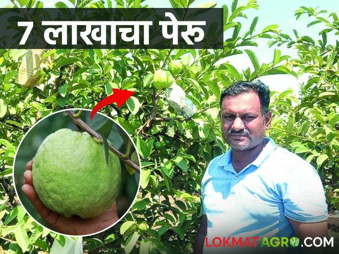 Guava seedlings brought from Chhattisgarh; Got seven lakh in one acre | छत्तीसगडहून आणली पेरूचे रोपे; एकरात केले सात लाख Guava seedlings brought from Chhattisgarh; Got seven lakh in one acre | छत्तीसगडहून आणली पेरूचे रोपे; एकरात केले सात लाख