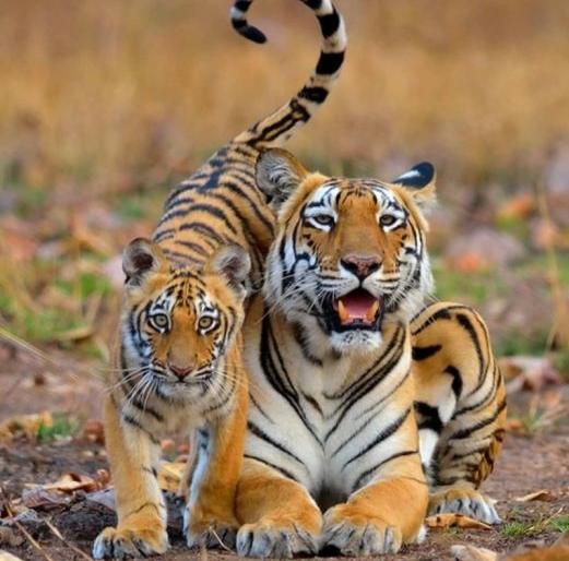 Living in Melghat is favorable for tigers; The project has completed 47 years | मेळघाटातले वास्तव्य वाघांकरिता ठरलेय अनुकूल; प्रकल्पाला ४७ वर्षे पूर्ण Living in Melghat is favorable for tigers; The project has completed 47 years | मेळघाटातले वास्तव्य वाघांकरिता ठरलेय अनुकूल; प्रकल्पाला ४७ वर्षे पूर्ण