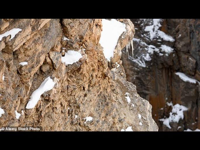 Optical Illusion : Can you spot snow leopard hidden in this picture | या फोटोतील बिबट्या शोधून शोधून थकले लोक, बघा तुम्हाला तरी दिसतो का! Optical Illusion : Can you spot snow leopard hidden in this picture | या फोटोतील बिबट्या शोधून शोधून थकले लोक, बघा तुम्हाला तरी दिसतो का!