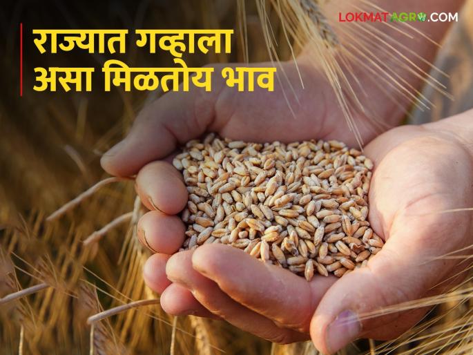 The highest price for Sharbati wheat in Mumbai Pune, how is the price in the rest of the areas? | मुंबई पुण्यात शरबती गव्हाला सर्वाधिक भाव, उर्वरित भागात कसा दर? The highest price for Sharbati wheat in Mumbai Pune, how is the price in the rest of the areas? | मुंबई पुण्यात शरबती गव्हाला सर्वाधिक भाव, उर्वरित भागात कसा दर?