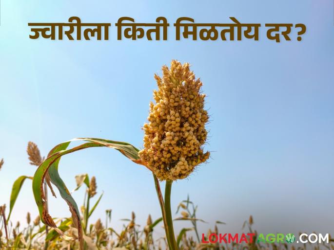Sorghum Rates: How much did sorghum get in the state? The highest income was here | Sorghum Rates : ज्वारीच्या कमाल अन् किमान दरात साडेतीन हजारांचा फरक; पाहा आजचा दर Sorghum Rates: How much did sorghum get in the state? The highest income was here | Sorghum Rates : ज्वारीच्या कमाल अन् किमान दरात साडेतीन हजारांचा फरक; पाहा आजचा दर