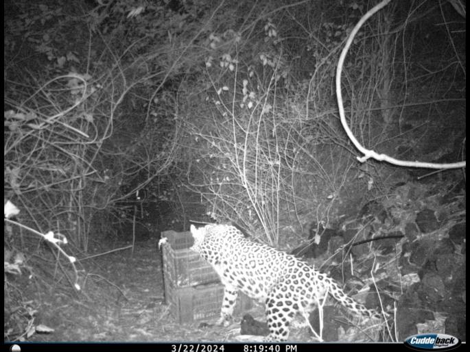A female leopard with her calves is seen by the forest department | बछड्यांना घेऊन मादी बिबट पसार, वन विभागाची करडी नजर A female leopard with her calves is seen by the forest department | बछड्यांना घेऊन मादी बिबट पसार, वन विभागाची करडी नजर