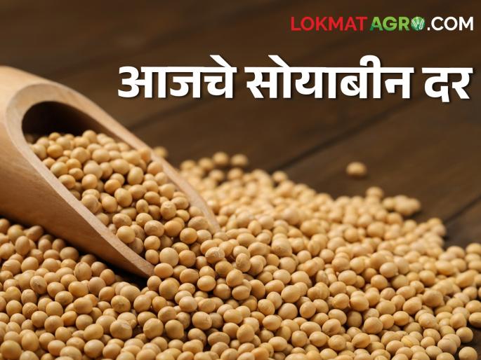 Soyabean Rates market yard maharashtra How much rate last season soybeans this season? | Soyabean Rates : मागच्या हंगामातील सोयाबीनला या हंगामात किती मिळतोय दर? Soyabean Rates market yard maharashtra How much rate last season soybeans this season? | Soyabean Rates : मागच्या हंगामातील सोयाबीनला या हंगामात किती मिळतोय दर?