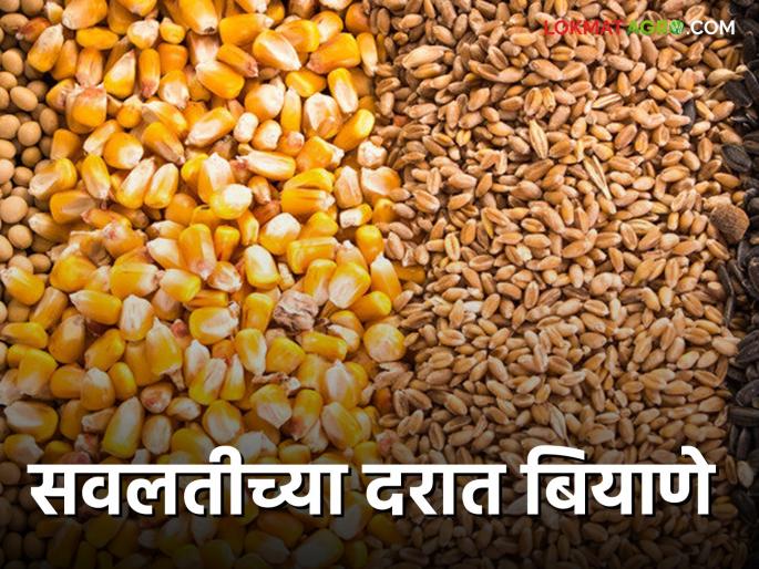 seeds at discounted prices; Do you know the plan? | सवलतीच्या दरात बियाणे; तुम्हाला योजना माहितीय का ? seeds at discounted prices; Do you know the plan? | सवलतीच्या दरात बियाणे; तुम्हाला योजना माहितीय का ?