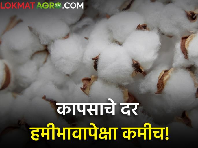 maharashtra farmer todays Cotton prices less than guaranteed Know rates | कापसाचे दर हमीभावापेक्षा कमीच! जाणून घ्या आजचे दर maharashtra farmer todays Cotton prices less than guaranteed Know rates | कापसाचे दर हमीभावापेक्षा कमीच! जाणून घ्या आजचे दर