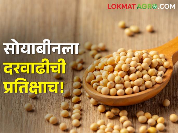 Soybeans are waiting for price increase! Market Committees are getting lower rates than the guaranteed price | सोयाबीनला दरवाढीची प्रतिक्षाच! बाजारसमित्यांमध्ये मिळतोय हमीभावाहून कमी दर Soybeans are waiting for price increase! Market Committees are getting lower rates than the guaranteed price | सोयाबीनला दरवाढीची प्रतिक्षाच! बाजारसमित्यांमध्ये मिळतोय हमीभावाहून कमी दर