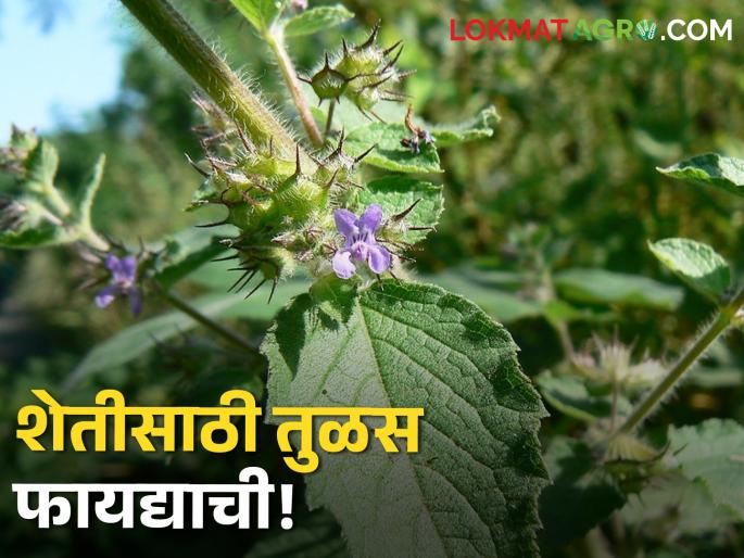 Krishna tulsa is beneficial not only for home but also for agriculture | कृष्णतुळस केवळ घरासाठीच नाही तर शेतीसाठीही अशी ठरते फायद्याची