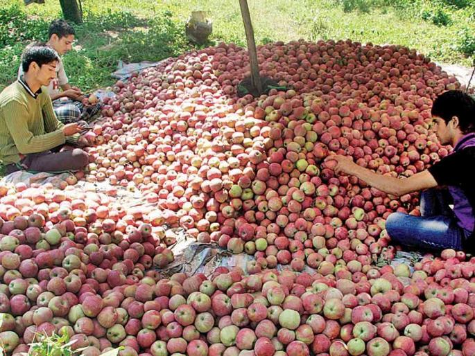 The government will buy apples directly from farmers in Jammu and Kashmir | जम्मू-काश्मीरमधील शेतकऱ्यांकडून सरकार थेट खरेदी करणार सफरचंद The government will buy apples directly from farmers in Jammu and Kashmir | जम्मू-काश्मीरमधील शेतकऱ्यांकडून सरकार थेट खरेदी करणार सफरचंद