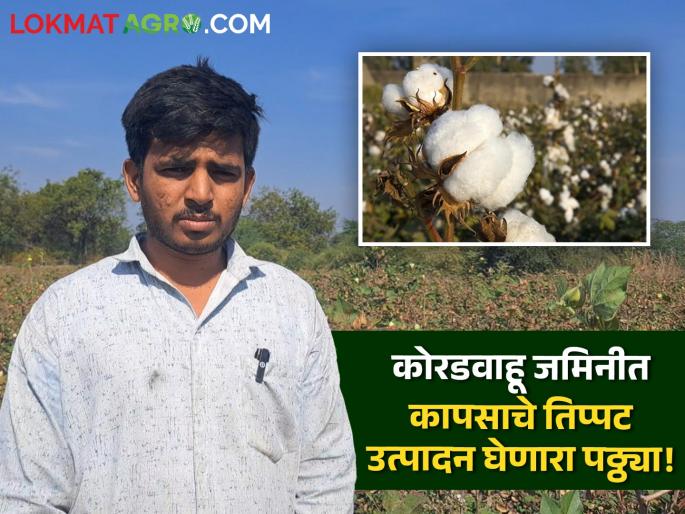 Cotton: How did 'this' young man increase cotton yield in dryland areas of Marathwada by 3 times? | Cotton : मराठवाड्यातील कोरडवाहू जमिनीतील कापसाचे उत्पन्न 'या' तरूणाने ३ पटीने कसे वाढवले? Cotton: How did 'this' young man increase cotton yield in dryland areas of Marathwada by 3 times? | Cotton : मराठवाड्यातील कोरडवाहू जमिनीतील कापसाचे उत्पन्न 'या' तरूणाने ३ पटीने कसे वाढवले?