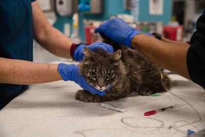 The anti-infective drug on cats is useful on corona | मांजरीवर संसर्गाविरोधाचे औषध कोरोनावर उपयुक्त The anti-infective drug on cats is useful on corona | मांजरीवर संसर्गाविरोधाचे औषध कोरोनावर उपयुक्त