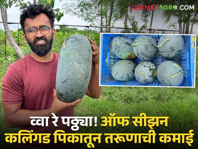 young man from Karmala earns millions Farmer vinod navale King of intercrop system Unseasonal Cultivation of watermelon in guava | Karmala Young Farmer: आंतरपिकांचा बादशाहा! पेरूमध्ये बिगरहंगामी कलिंगडाची लागवड; करमाळ्यातील तरूणाची लाखोंची कमाई young man from Karmala earns millions Farmer vinod navale King of intercrop system Unseasonal Cultivation of watermelon in guava | Karmala Young Farmer: आंतरपिकांचा बादशाहा! पेरूमध्ये बिगरहंगामी कलिंगडाची लागवड; करमाळ्यातील तरूणाची लाखोंची कमाई