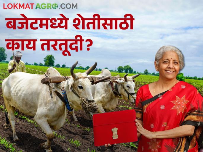 What are the provisions in this year's budget for farmers? | Budget 2024: शेतकऱ्यांसाठी यंदाच्या बजेटमध्ये काय तरतूदी?
