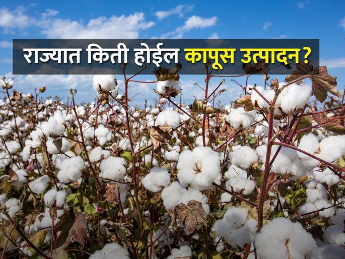Cotton production will decrease, but now a bale of 162 kg will be 170 kg! | कापूस उत्पादन घटणार मात्र, आता १६२ किलोची एक गाठ १७० किलोंची होणार!
