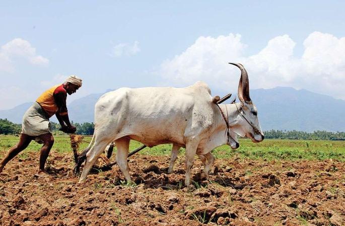 How to buy seeds and fertilizers? | बियाणे आणि खतांची खरेदी करायची कशी?