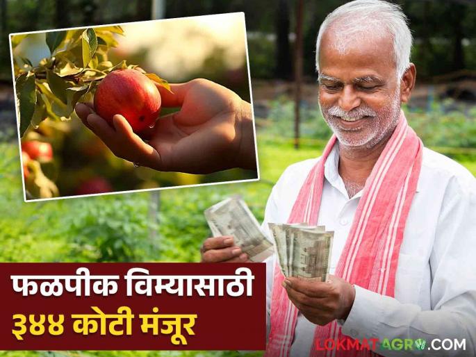 Horticulture Crop Insurance Scheme Latest Updates 344 crore approved farmers will get benefit | Crop Insurance : फळपीक विमा योजनेसाठी ३४४ कोटी मंजूर! पण केवळ 'या' शेतकऱ्यांना मिळणार लाभ Horticulture Crop Insurance Scheme Latest Updates 344 crore approved farmers will get benefit | Crop Insurance : फळपीक विमा योजनेसाठी ३४४ कोटी मंजूर! पण केवळ 'या' शेतकऱ्यांना मिळणार लाभ