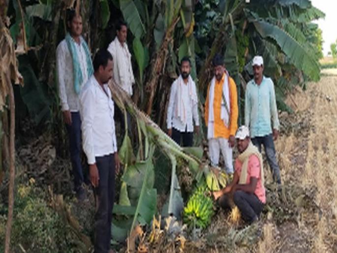 Banana decorated garden waiting for traders | केळीने सजलेली बाग व्यापाऱ्यांच्या प्रतिक्षेत Banana decorated garden waiting for traders | केळीने सजलेली बाग व्यापाऱ्यांच्या प्रतिक्षेत