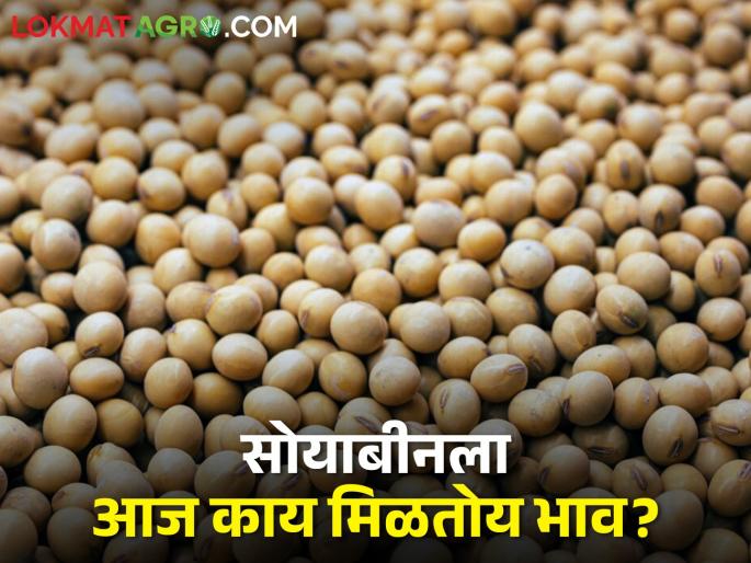 Soybean prices will not go up, today yellow soybeans got per quintal... | सोयाबीनचे भाव काही चढेनात, आज पिवळ्या सोयाबीनला मिळाला क्विंटलमागे...