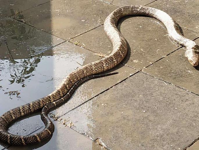 ‘Laziness’ of reptiles with rising temperatures; Six-foot cobra caught in Palghar | वाढत्या तापमानाने सरपटणाऱ्या प्राण्यांची ‘काहिली’; पालघरमध्ये पकडला सहा फुटी कोब्रा ‘Laziness’ of reptiles with rising temperatures; Six-foot cobra caught in Palghar | वाढत्या तापमानाने सरपटणाऱ्या प्राण्यांची ‘काहिली’; पालघरमध्ये पकडला सहा फुटी कोब्रा