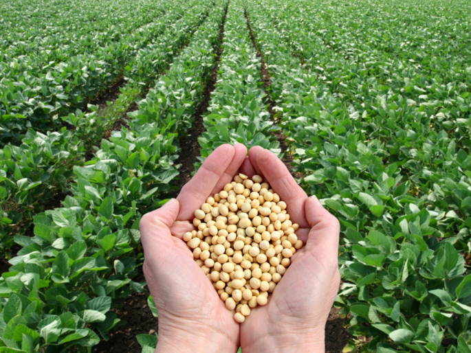 For the first time in eight years, the price of soybean is 4955 | बळीराजा सुखावला, आठ वर्षांत पहिल्यांदाच सोयाबीनचे दर ४,९५५ Rs