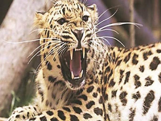 After the death of a child in a leopard attack, the citizens of Devmogra area are scared | बिबट्याचा हल्ल्यात बालकाचा मृत्युनंतर देवमोगरा परिसरातील नागरिक भयभीत After the death of a child in a leopard attack, the citizens of Devmogra area are scared | बिबट्याचा हल्ल्यात बालकाचा मृत्युनंतर देवमोगरा परिसरातील नागरिक भयभीत