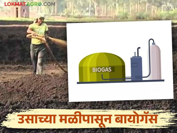 Sugarcane factories How much will be produced this year? How much will you get FRP? | Compressed Biogas : साखर कारखाने करणार आता कॉम्प्रेस्ड बायोगॅसची निर्मिती! आयुक्तालयाकडून मार्गदर्शक सूचना जारी Sugarcane factories How much will be produced this year? How much will you get FRP? | Compressed Biogas : साखर कारखाने करणार आता कॉम्प्रेस्ड बायोगॅसची निर्मिती! आयुक्तालयाकडून मार्गदर्शक सूचना जारी