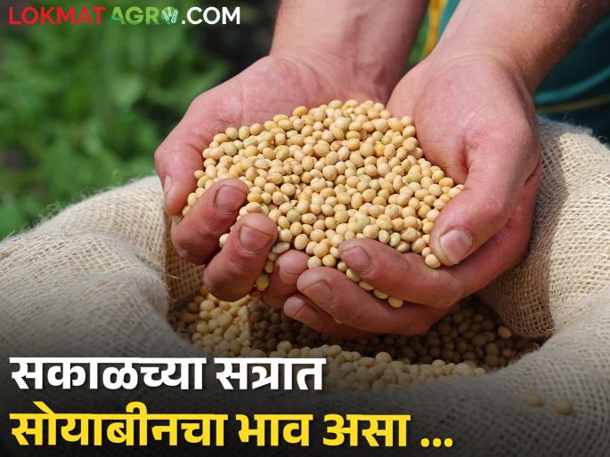 Soybean Market: Soybean arrival Roadawali, 70 quintals in Dharashiv and remaining places.. | Soybean Market: सोयाबीनची आवक रोडावली, धाराशिवमध्ये ७० क्विंटल तर उर्वरित ठिकाणी.. Soybean Market: Soybean arrival Roadawali, 70 quintals in Dharashiv and remaining places.. | Soybean Market: सोयाबीनची आवक रोडावली, धाराशिवमध्ये ७० क्विंटल तर उर्वरित ठिकाणी..