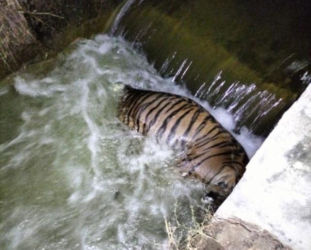 A leopard was found dead in Bawanthadi in Bhandara district | भंडारा जिल्ह्यातील बावनथडी वितरिकेत मृतावस्थेत आढळला पट्टेदार वाघ