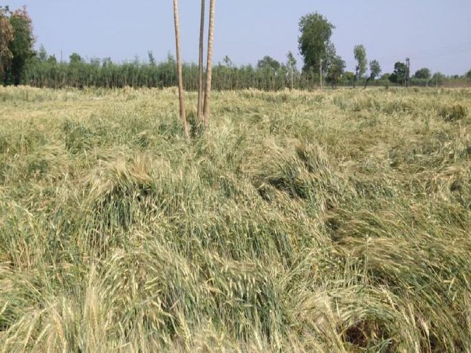 700 hectares affected by bad weather with hail | गारपिटीसह अवकाळीचा ७०० हेक्टरला फटका; शेतकरी हवालदिल 700 hectares affected by bad weather with hail | गारपिटीसह अवकाळीचा ७०० हेक्टरला फटका; शेतकरी हवालदिल