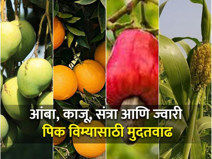 Extension for application of Fruit Crop Insurance and Rabi Crop Insurance Scheme | फळपिक विमा व रब्बी पिक विमा योजनेसाठी मुदतवाढ Extension for application of Fruit Crop Insurance and Rabi Crop Insurance Scheme | फळपिक विमा व रब्बी पिक विमा योजनेसाठी मुदतवाढ