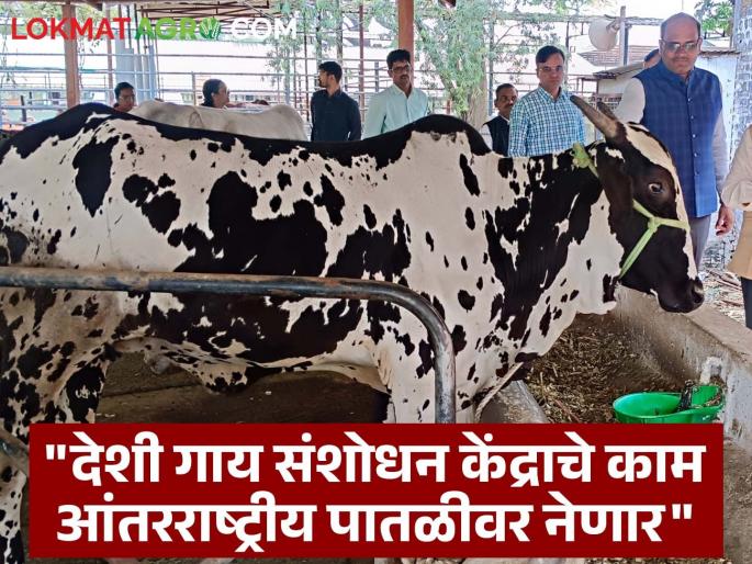 Native cows are the foundation of natural farming! Natural farming training program to be started in agricultural college | देशी गाय नैसर्गिक शेतीचा पाया! कृषी महाविद्यालयात सुरू होणार नैसर्गिक शेती प्रशिक्षण कार्यक्रम