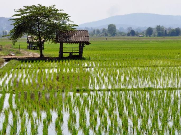 Experiments with non-toxic agriculture are taking place in Ramtek; Group formed by 113 farmers | रामटेकमध्ये होतोय विषमुक्त शेतीचा प्रयोग; ११३ शेतकऱ्यांनी स्थापन केला गट Experiments with non-toxic agriculture are taking place in Ramtek; Group formed by 113 farmers | रामटेकमध्ये होतोय विषमुक्त शेतीचा प्रयोग; ११३ शेतकऱ्यांनी स्थापन केला गट