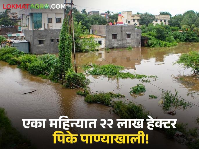 Flood: More than 22 lakh hectares of crops in the state are under water due to rain; Farmers are worried | Flood : पावसामुळे राज्यातील २२ लाख हेक्टरहून अधिक पीके पाण्याखाली; शेतकरी हवालदिल