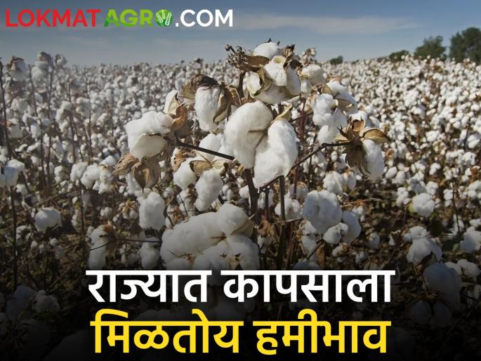 Cotton Market Yard: Cotton is getting more than guaranteed price in the state, what is the exact situation? | Cotton Market Yard: राज्यात कापसाला मिळतोय हमीभावाहून अधिक दर, नक्की काय परिस्थिती?