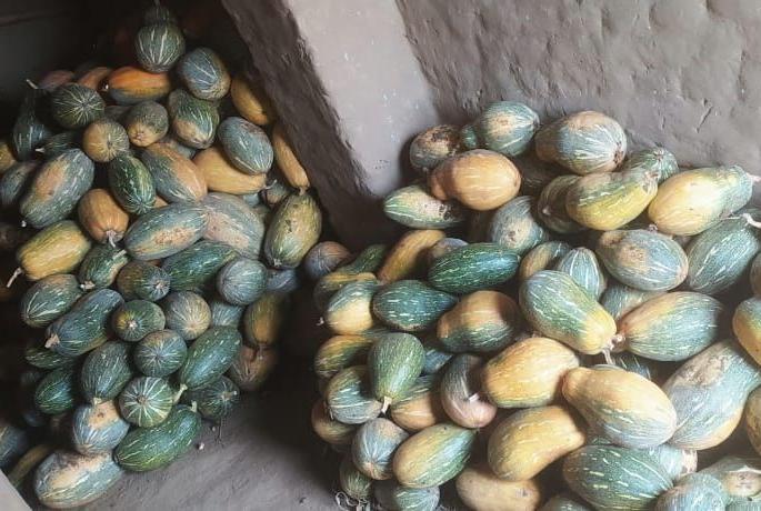 As the markets are closed, the farmers have only 'pumpkin' in their hands. | बाजारपेठा बंद असल्याने शेतकऱ्यांच्या हाती नुसताच 'भोपळा'.. As the markets are closed, the farmers have only 'pumpkin' in their hands. | बाजारपेठा बंद असल्याने शेतकऱ्यांच्या हाती नुसताच 'भोपळा'..