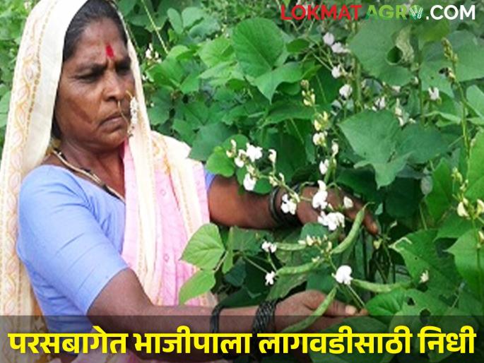3 lakh 63 thousand fund approved for cultivation of vegetables in the backyard of tribals, only Rs 6 per family will be given | आदिवासींच्या परसबागेतील भाजीपाल्यासाठी ३ लाख ६३ हजारांचा निधी, प्रति कुटुंब मिळणार अवघे ६ रुपये 3 lakh 63 thousand fund approved for cultivation of vegetables in the backyard of tribals, only Rs 6 per family will be given | आदिवासींच्या परसबागेतील भाजीपाल्यासाठी ३ लाख ६३ हजारांचा निधी, प्रति कुटुंब मिळणार अवघे ६ रुपये