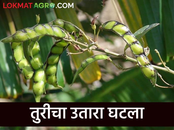 Farmers are upset because of the speed of harvesting of thuri and the decrease in acreage | तूरीच्या काढणीला वेग, एकरी उतारा घटल्याने शेतकरी नाराज Farmers are upset because of the speed of harvesting of thuri and the decrease in acreage | तूरीच्या काढणीला वेग, एकरी उतारा घटल्याने शेतकरी नाराज