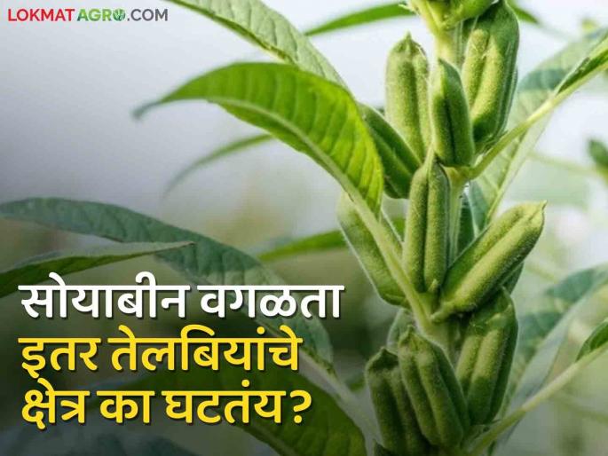 Crop Pattern changed Why area of sunflower, sesame, groundnut decreasing day by day? Farmers turn to traditional crops | Crop Pattern : सूर्यफूल, तीळ, भुईमुगाचे क्षेत्र दिवसेंदिवस का घटतंय? पारंपारिक पिकांकडे शेतकऱ्यांची पाठ Crop Pattern changed Why area of sunflower, sesame, groundnut decreasing day by day? Farmers turn to traditional crops | Crop Pattern : सूर्यफूल, तीळ, भुईमुगाचे क्षेत्र दिवसेंदिवस का घटतंय? पारंपारिक पिकांकडे शेतकऱ्यांची पाठ