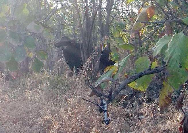 Bisen was first time found in the Dnyanganga Sanctuary | ज्ञानगंगा अभयारण्यात पहिल्यांदा आढळला रानगवा