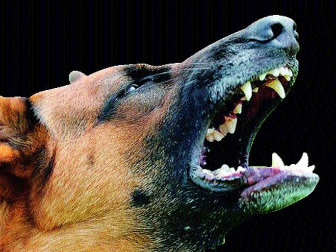 The fog of the cockpit in Indirangar | इंदिरानगरात मोकाट श्वानाचा धुमाकूळ The fog of the cockpit in Indirangar | इंदिरानगरात मोकाट श्वानाचा धुमाकूळ