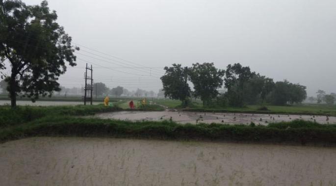 Finally the torrential rains in Vidarbha; The peasantry was relieved | अखेरीस विदर्भात बरसल्या जलधारा; शेतकरीवर्ग सुखावला Finally the torrential rains in Vidarbha; The peasantry was relieved | अखेरीस विदर्भात बरसल्या जलधारा; शेतकरीवर्ग सुखावला