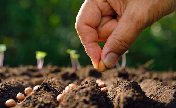 Farmers rush to Andhra Pradesh, Telangana for seeds | बियाणांसाठी शेतकऱ्यांची आंध्रप्रदेश, तेलंगणाकडे धाव Farmers rush to Andhra Pradesh, Telangana for seeds | बियाणांसाठी शेतकऱ्यांची आंध्रप्रदेश, तेलंगणाकडे धाव