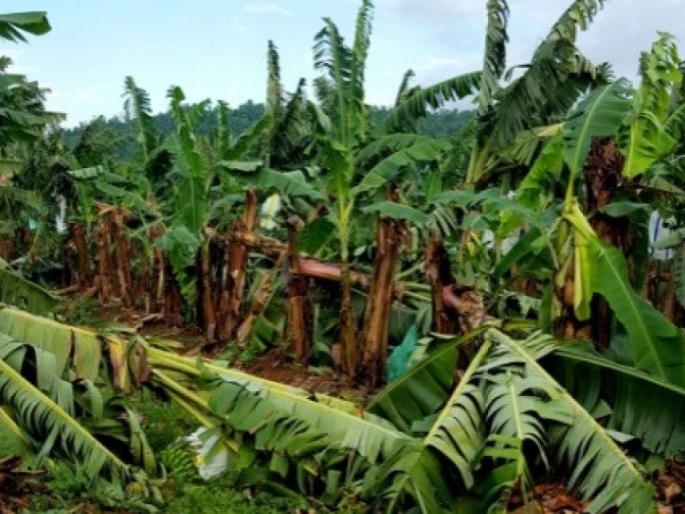  After cotton, soybean, now bananas also suffer a great loss | कापूस, सोयाबीननंतर आता केळीचेही मोठे नुकसान